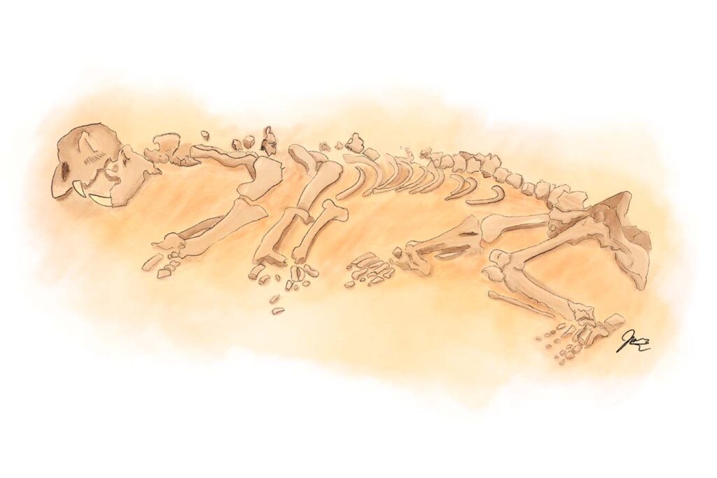 Illustration of a cave bear skeleton by Jonathan Merry